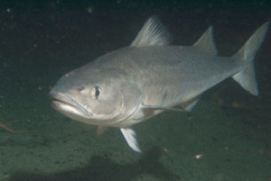 Wild sablefish, or black cod.