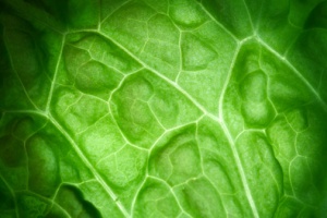 lettuce leaf close up